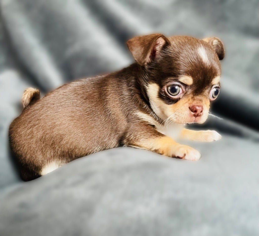 Chiot Chihuahua des Mini Elidyle