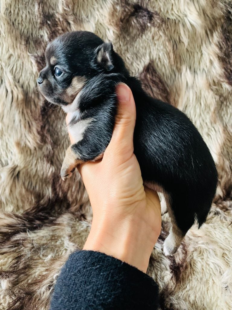 Chiot Chihuahua des Mini Elidyle