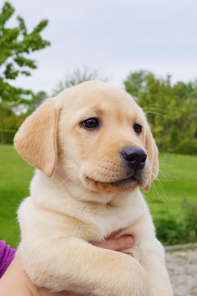 du verger de la placette - Chiots LOF sable