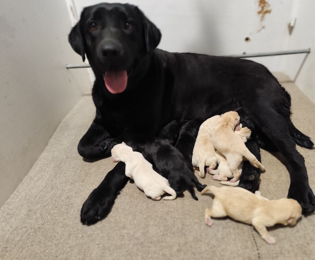 Chiots LOF Noirs ou Sable