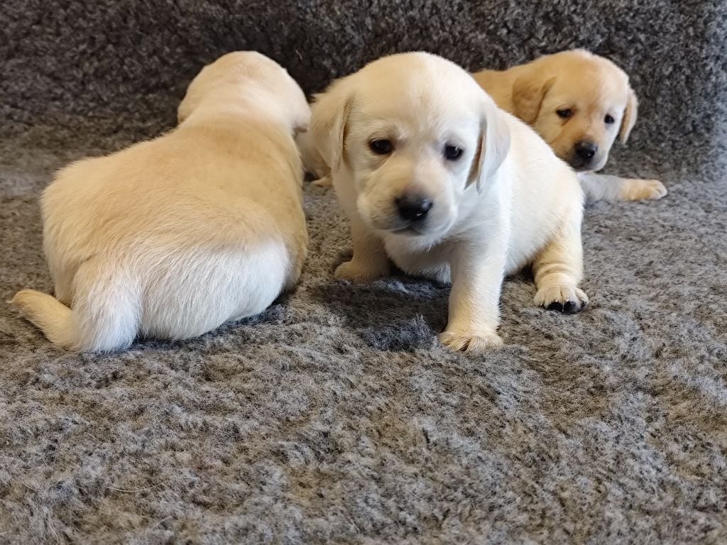 du verger de la placette - Chiots disponibles - Labrador Retriever