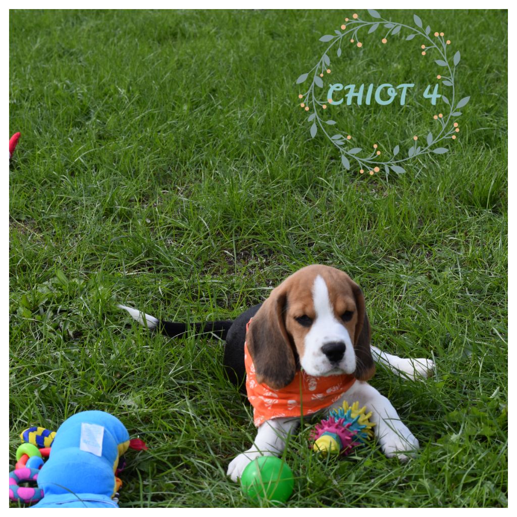 De la vallee des trappeurs - Chiots disponibles - Beagle