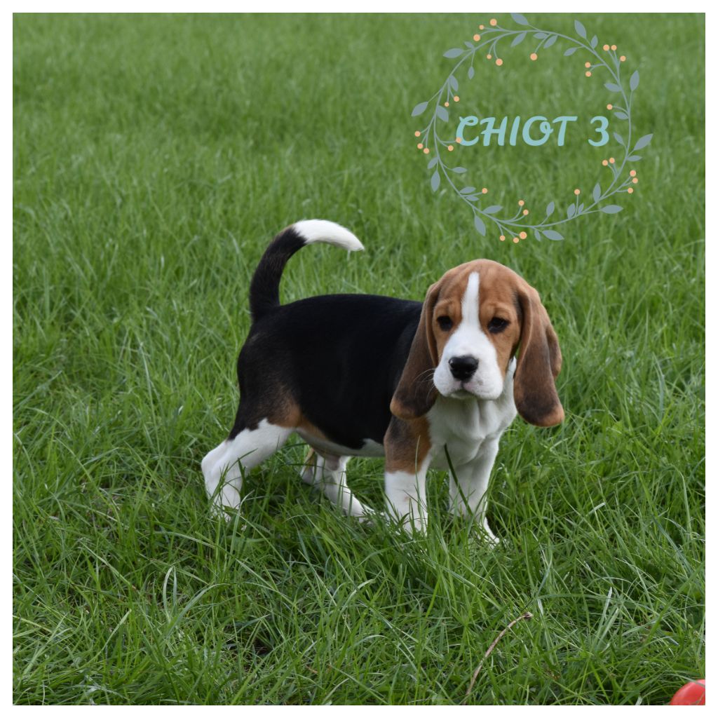 De la vallee des trappeurs - Chiots disponibles - Beagle