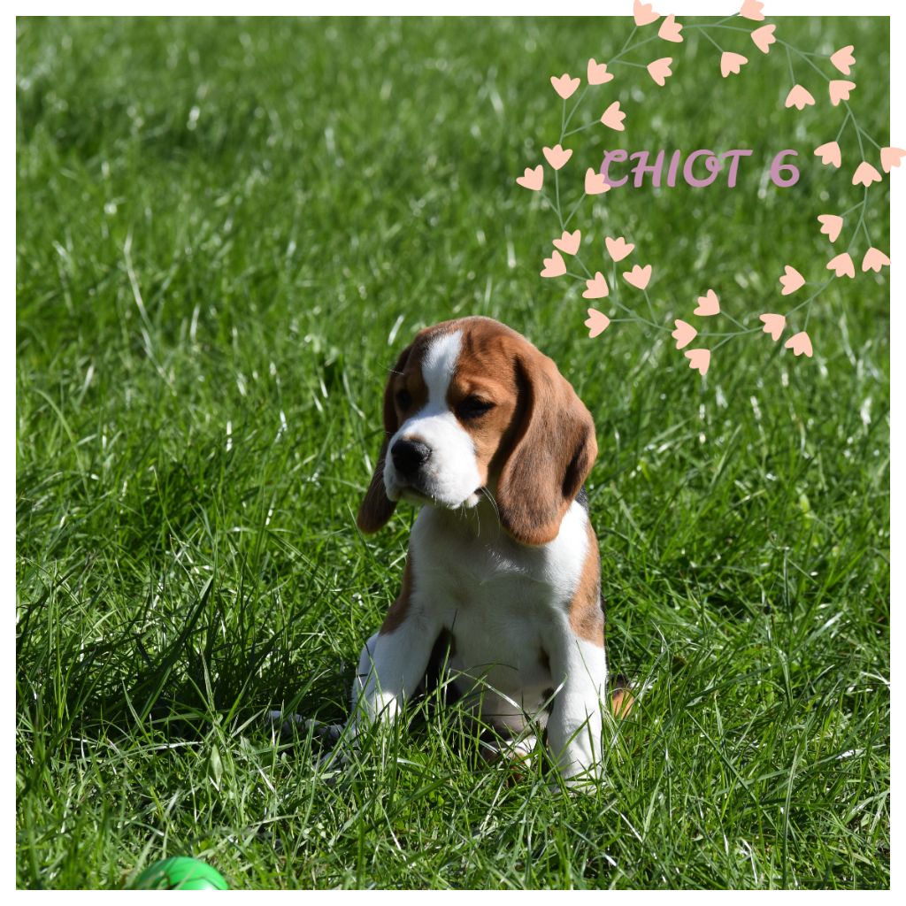 De la vallee des trappeurs - Chiots disponibles - Beagle