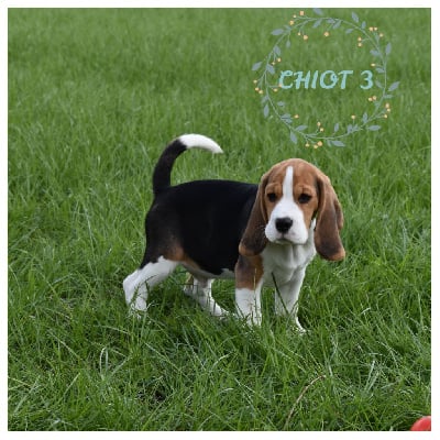 CHIOT 3