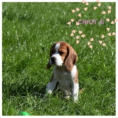 CHIOT 6