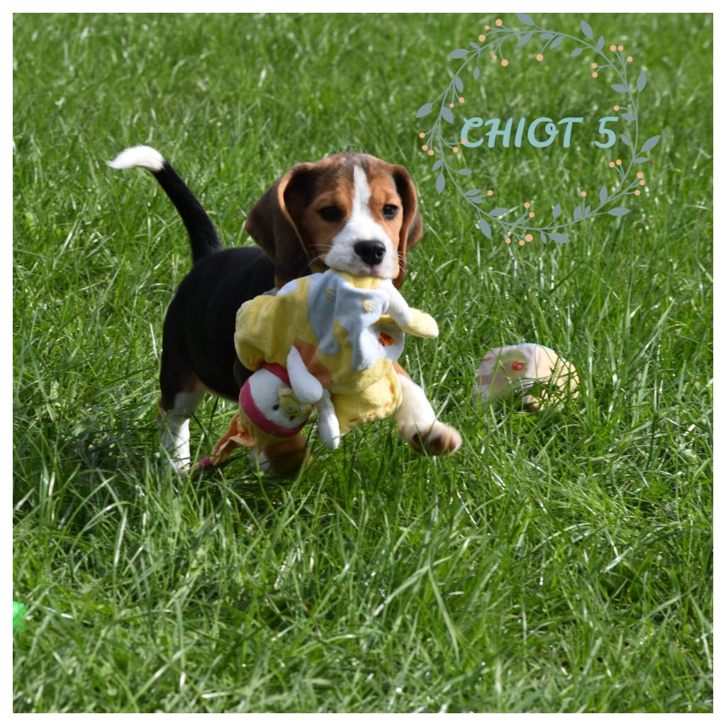 De la vallee des trappeurs - Chiots disponibles - Beagle