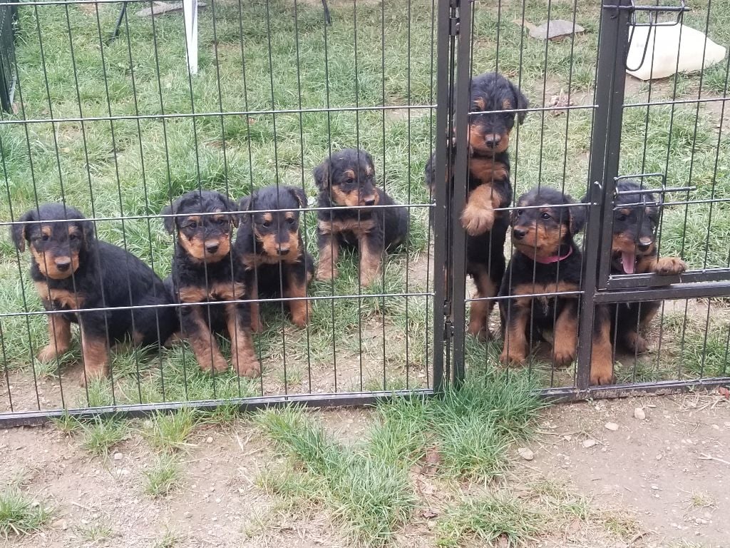 Des Hautes Limeres - Chiots disponibles - Airedale Terrier