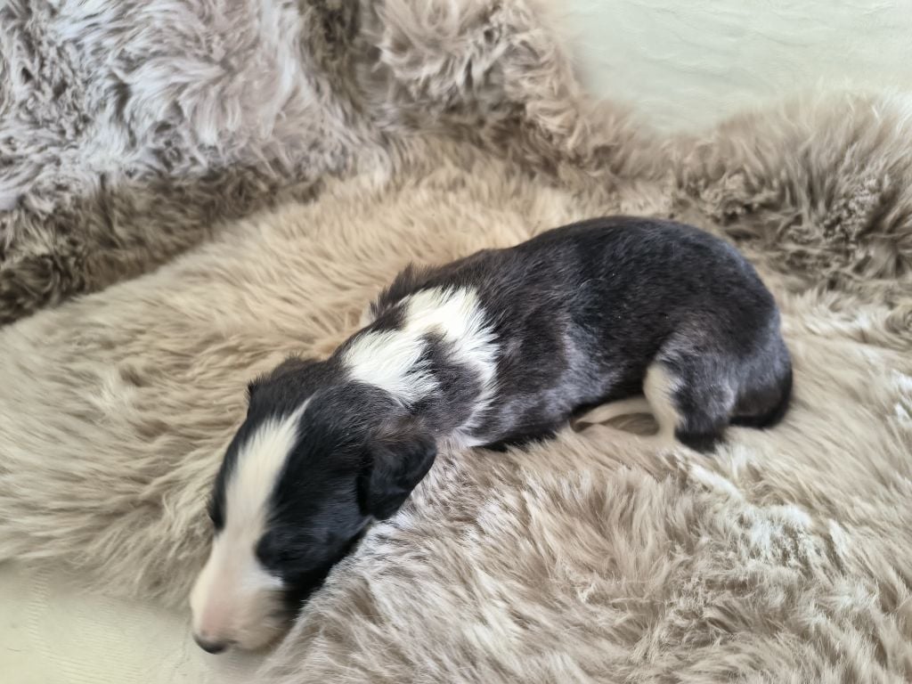 Les Hordes D’Euskaldia Wolfskaia - Chiots disponibles - Barzoi