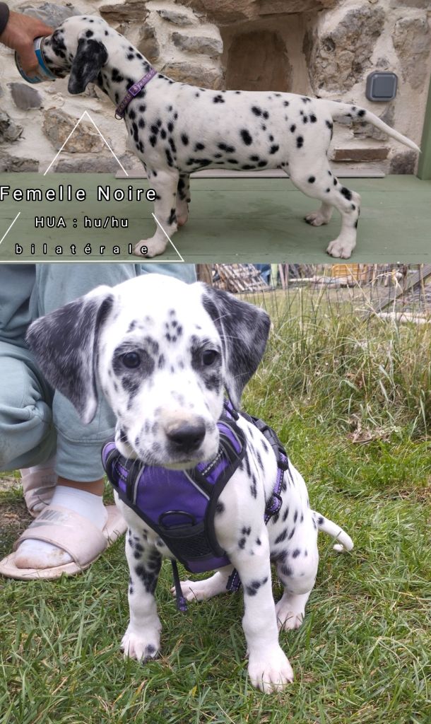 Du Royaume Alpin - Chiots disponibles - Dalmatien