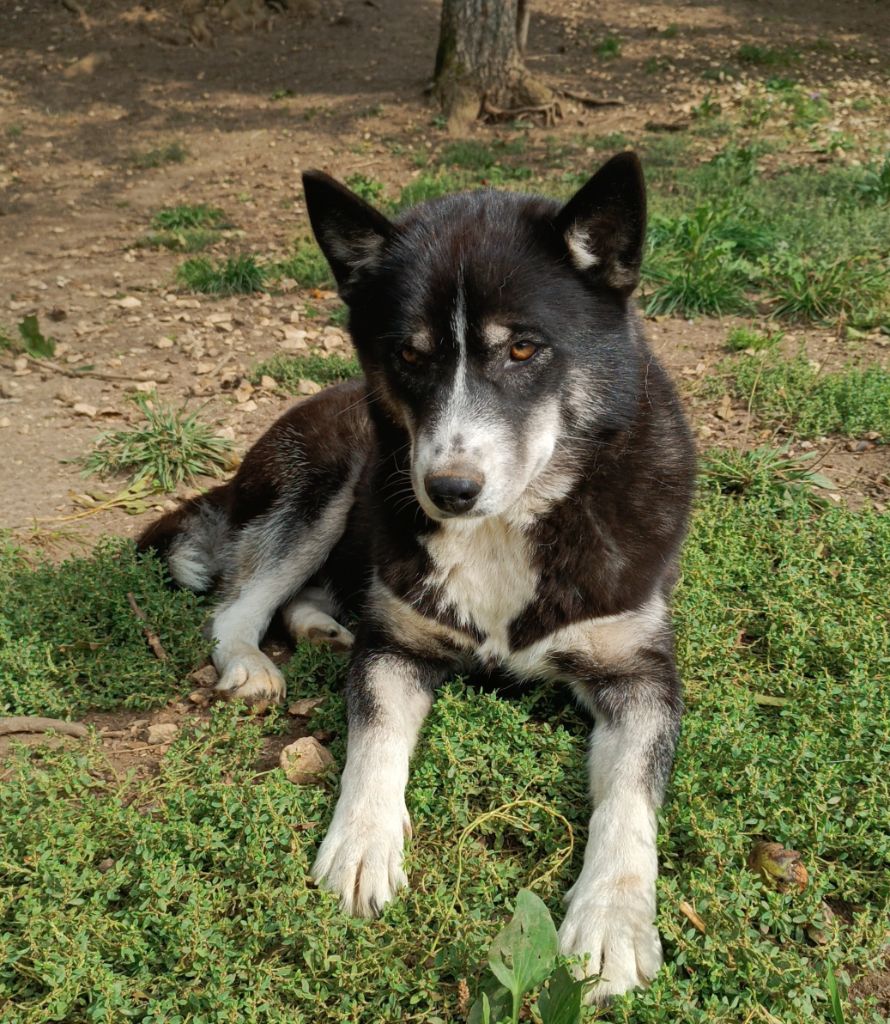 Blue Escape - Siberian Husky - Portée née le 10/10/2023