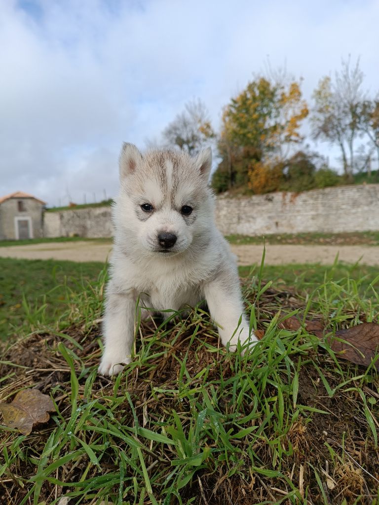 Blue Escape - Siberian Husky - Portée née le 21/10/2022