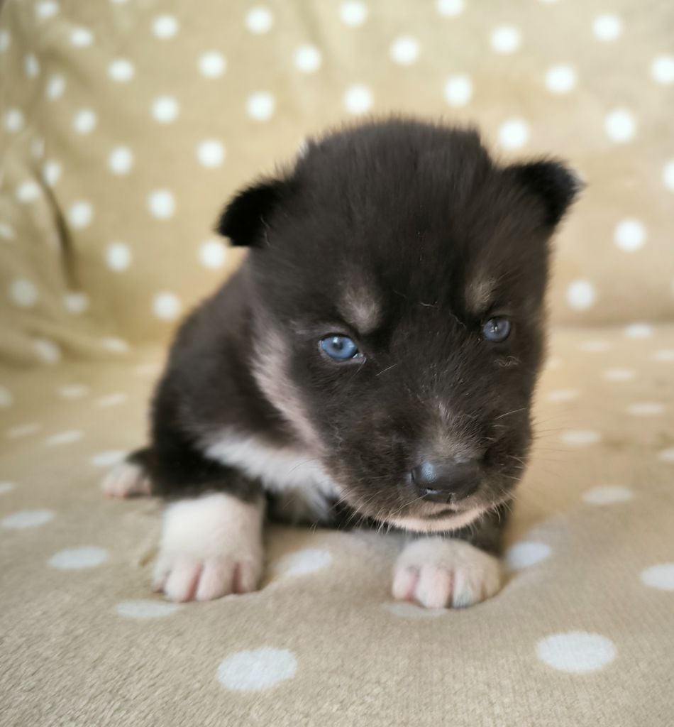 Blue Escape - Siberian Husky - Portée née le 01/01/2025