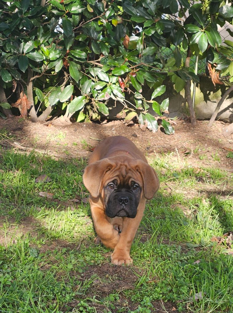 Chiot Dogue de Bordeaux de la Tribu de Massaï