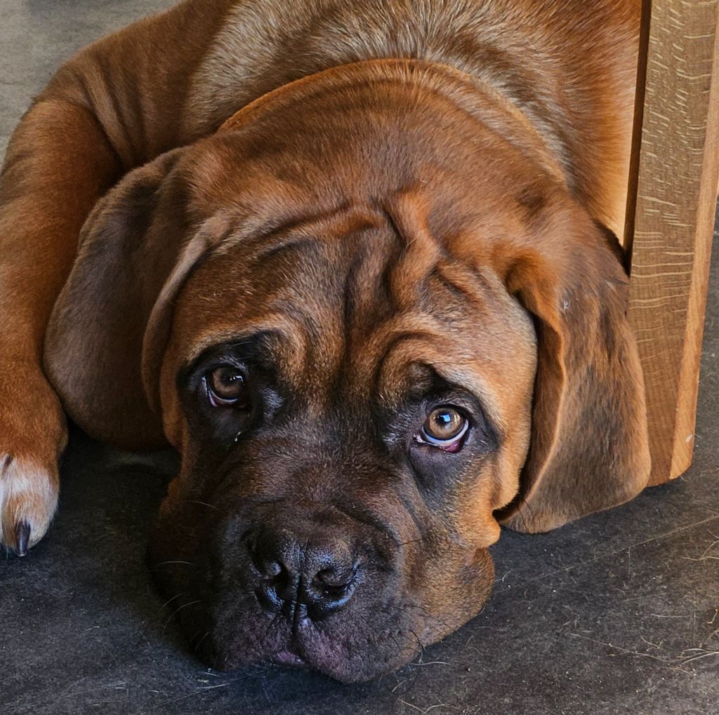 de la Tribu de Massaï - Chiots disponibles - Dogue de Bordeaux