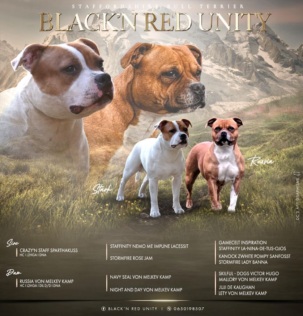 Black'n Red Unity - Staffordshire Bull Terrier - Portée née le 17/04/2023