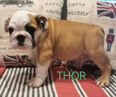 THOR 