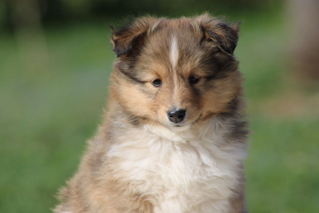 Des Petites Lucioles - Chiots disponibles - Shetland Sheepdog