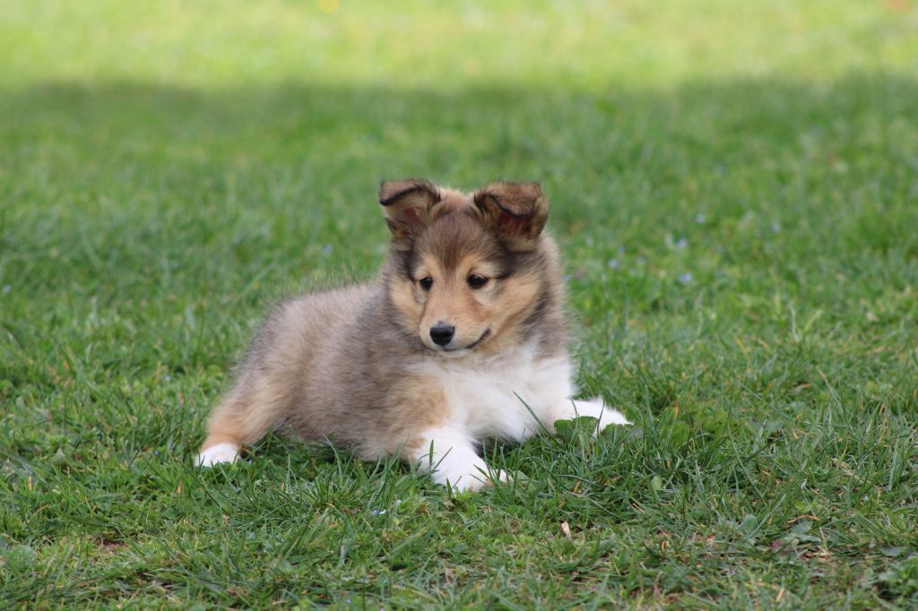 Chiot Shetland Sheepdog Des Petites Lucioles