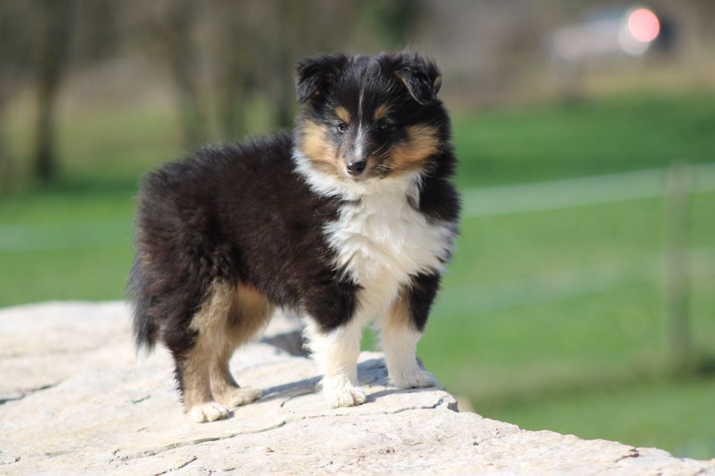 Des Petites Lucioles - Shetland Sheepdog - Portée née le 10/01/2025