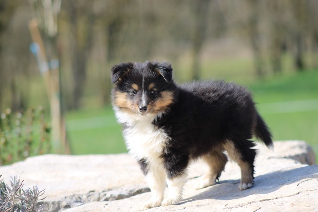 Des Petites Lucioles - Chiots disponibles - Shetland Sheepdog