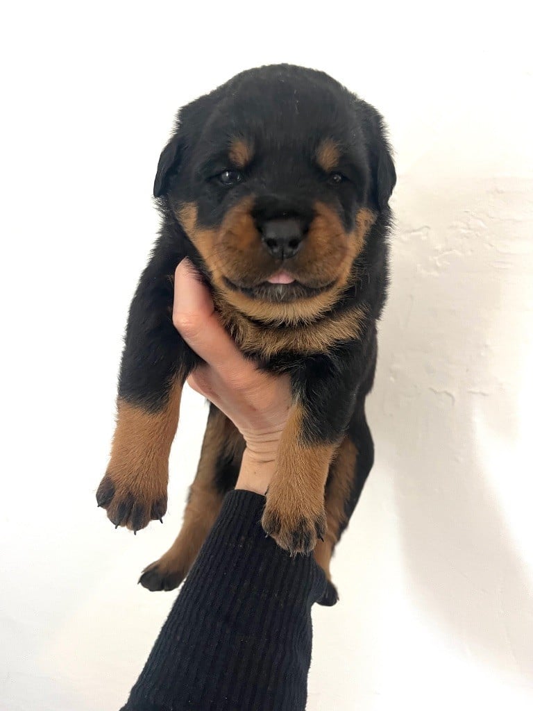 du Sang de la Reine Noire - Chiots disponibles - Rottweiler