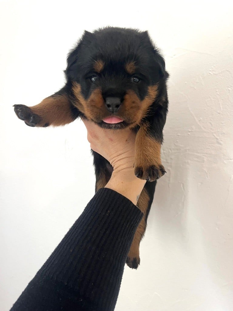 du Sang de la Reine Noire - Chiots disponibles - Rottweiler