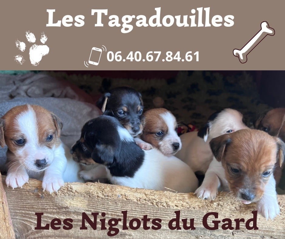 Des Niglots Du Gard - NAISSANCE DES BEBES DE TAGADA