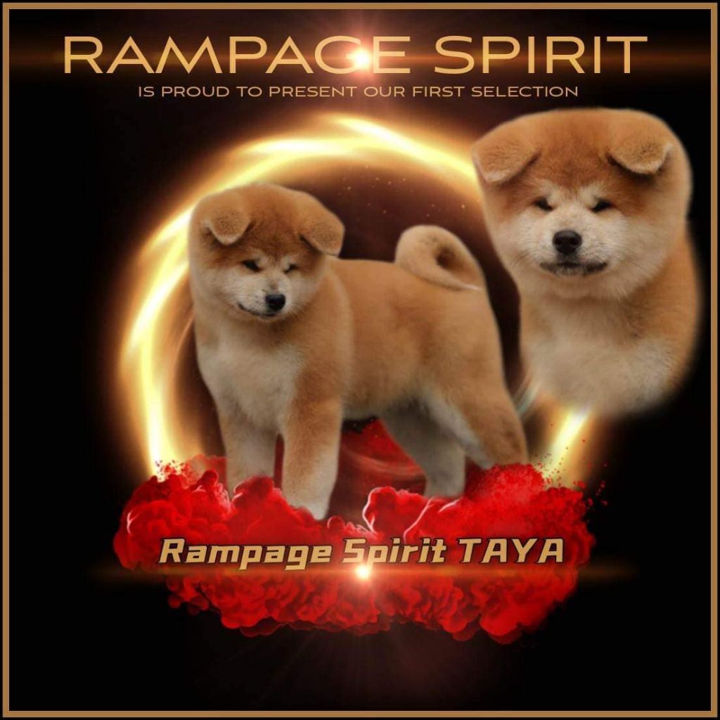 Rampage Spirit - Notre première selection d'élevage 