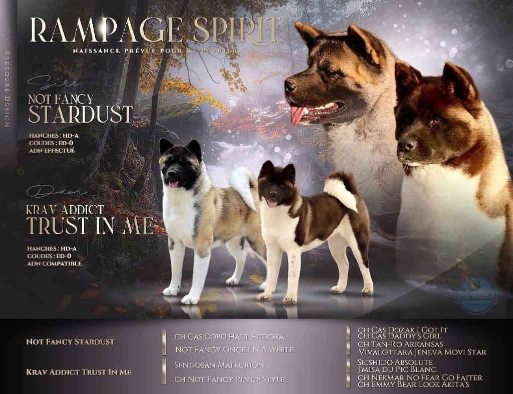 Rampage Spirit - Akita americain - Portée née le 10/02/2024