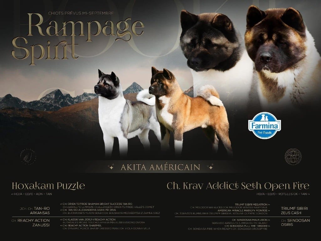 Rampage Spirit - Akita americain - Portée née le 14/09/2023