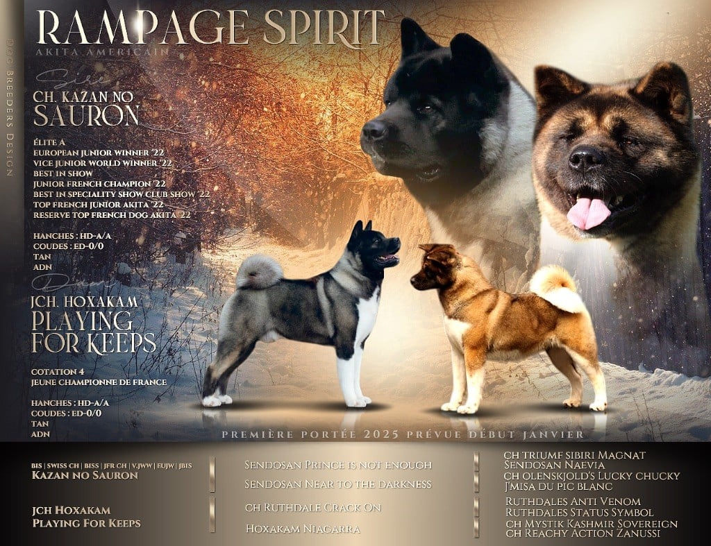 Rampage Spirit - Akita americain - Portée née le 28/02/2025