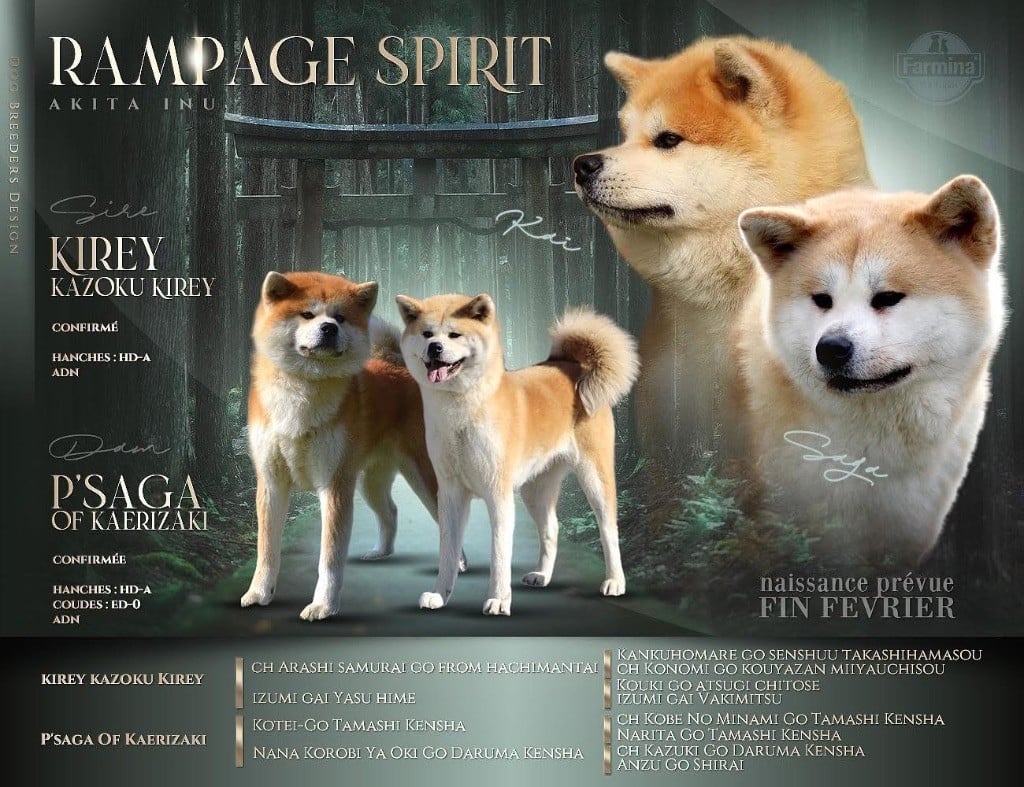 Rampage Spirit - Akita - Portée née le 26/02/2024