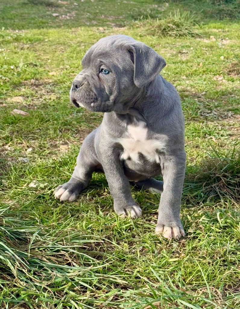 de romane de la fardelle - Cane Corso - Portée née le 31/10/2024