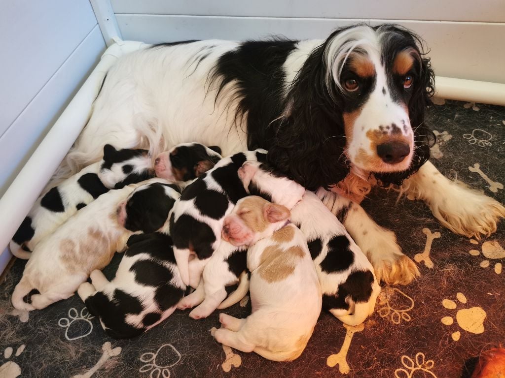 Du Berceau Des Chouquettes - Cocker Spaniel Anglais - Portée née le 28/01/2025