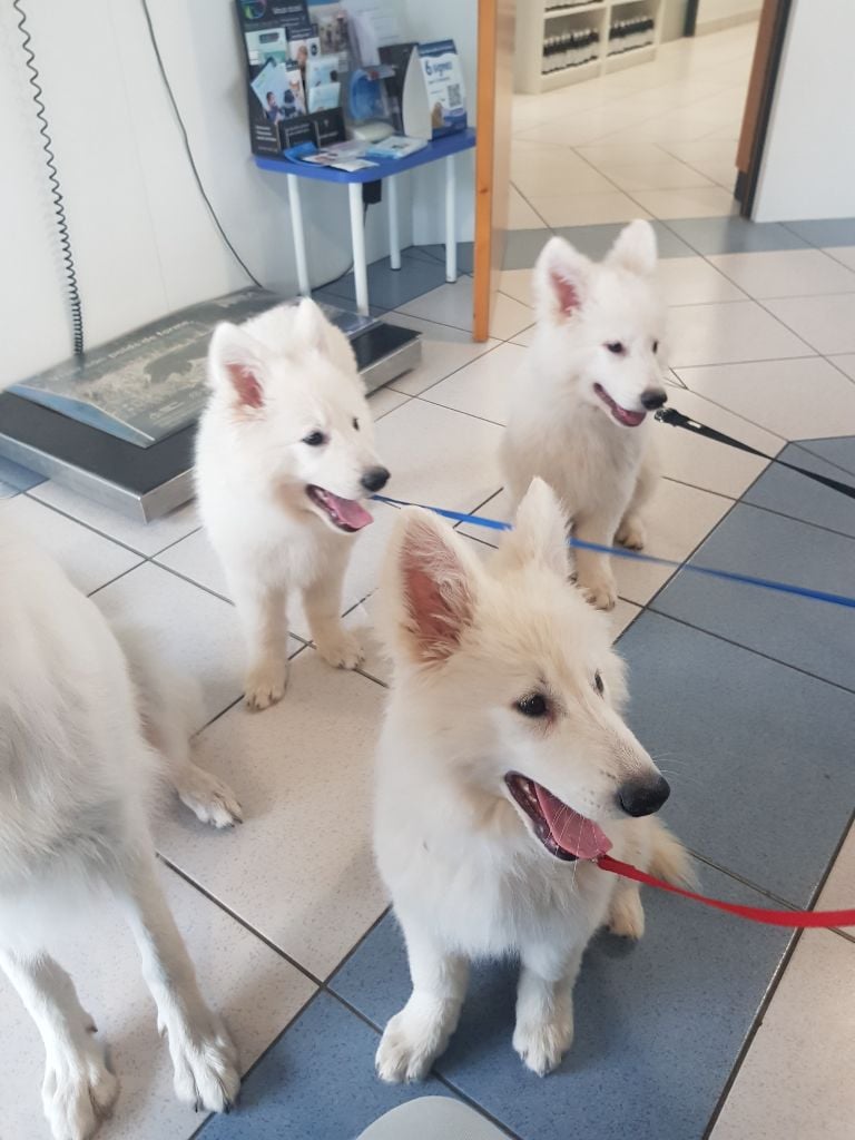 Chiot Berger Blanc Suisse De Tala Kohana