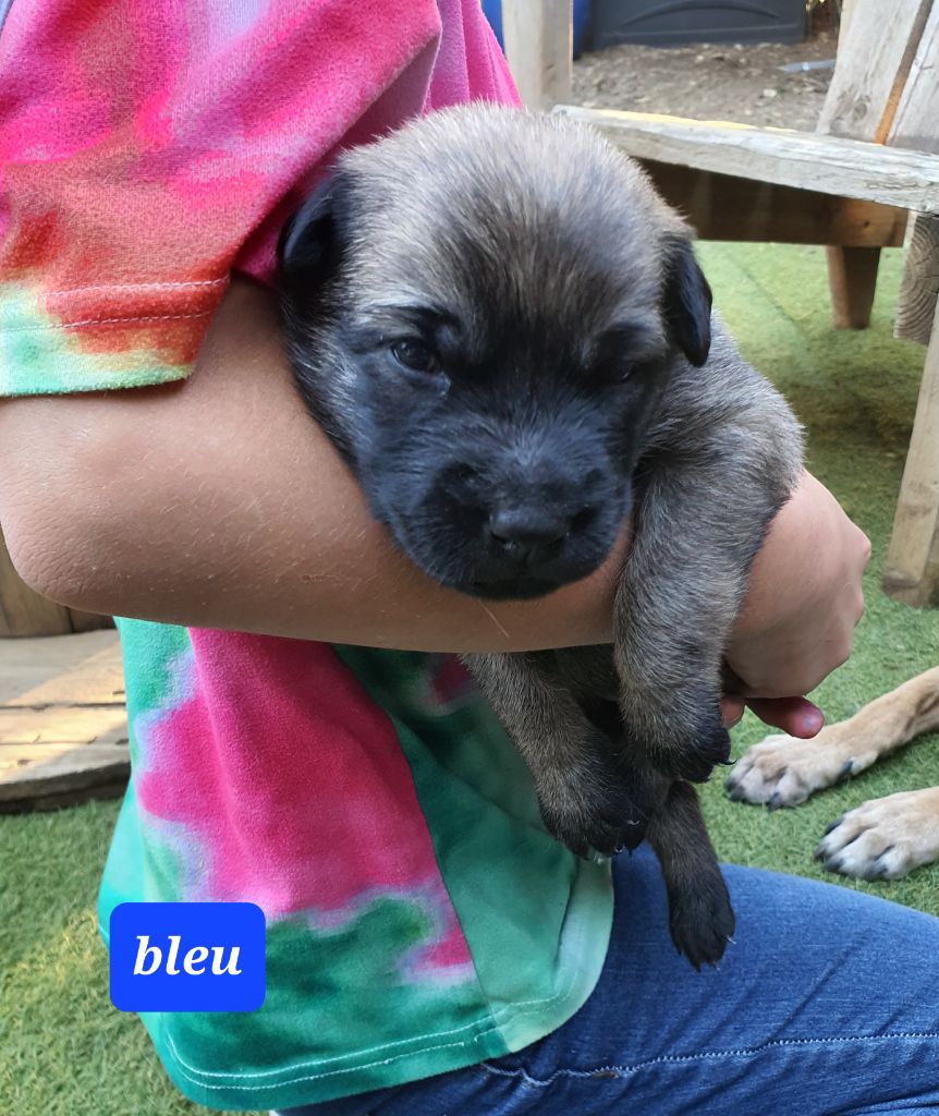 Elodie Arziman - Chiots disponibles - Berger Belge