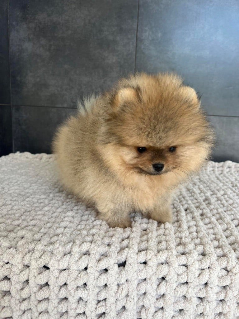 lux pom - Chiots disponibles - Spitz allemand