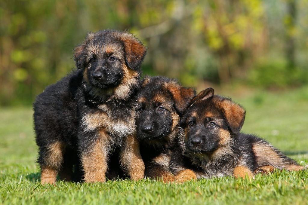 Des Légendes De Gabizos - Naissance de bb berger allemand poil court