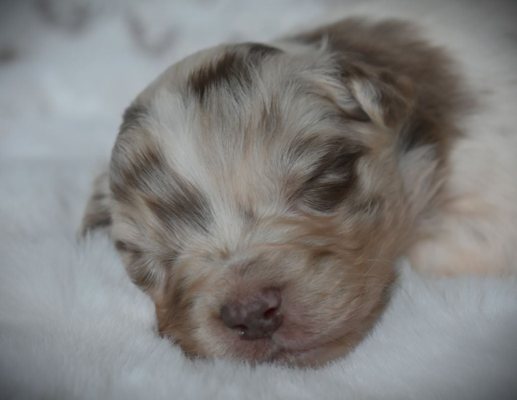 Chiot Berger Australien des Jardins de Persephone