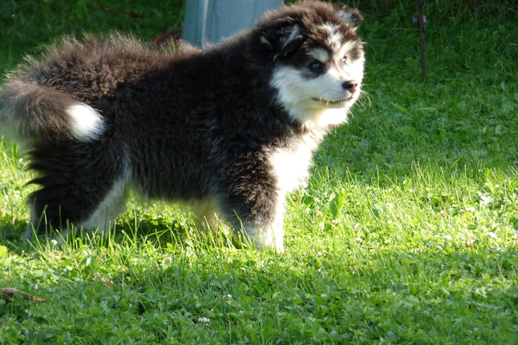 Mailikin - Chien finnois de Laponie - Portée née le 06/05/2024