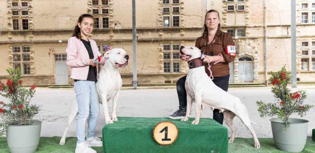 Des Terres Des Anges Blancs - 4ème FETE NATIONALE DU DOGUE ARGENTIN