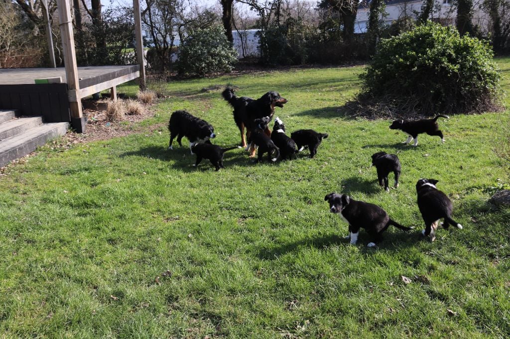 De La Pré d'Ust - Les bébés ont huit semaines...