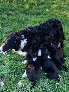 Chiot Border Collie De La Pré d'Ust