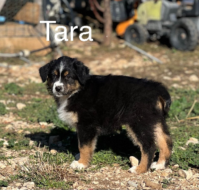 TARA