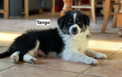 TANGO