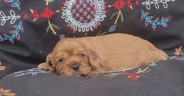 des rives du blavet - Chiots disponibles - Cavalier King Charles Spaniel