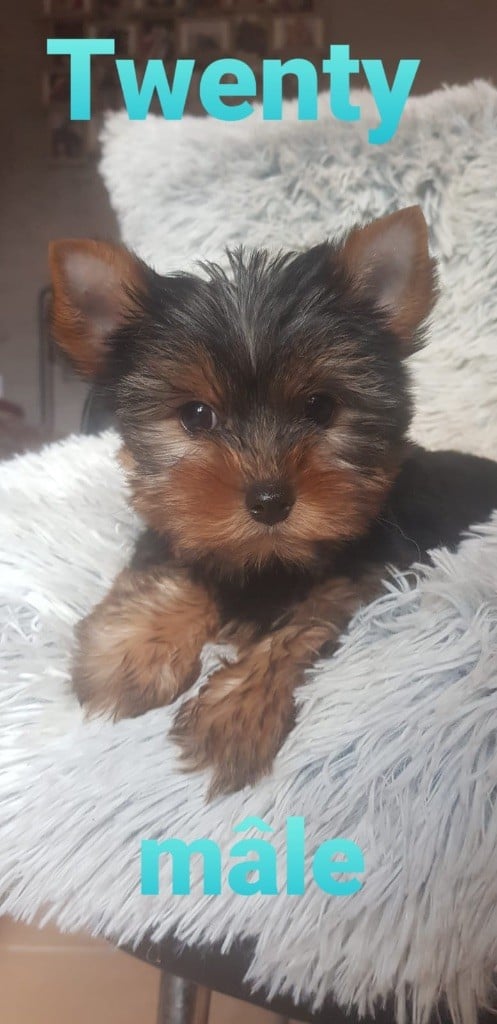 du domaine des rainettes - Chiots disponibles - Yorkshire Terrier