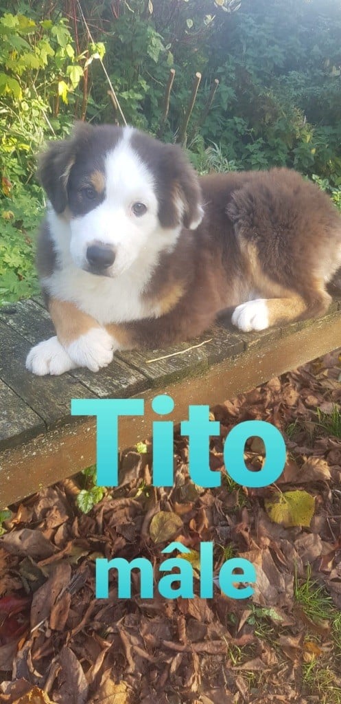 TITO