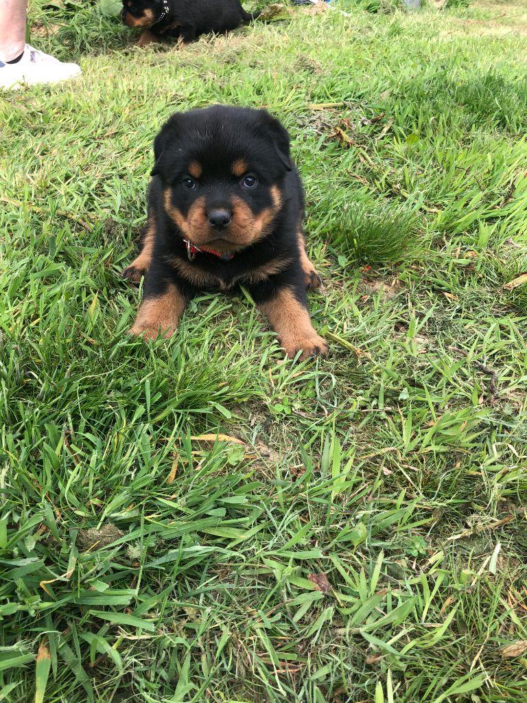 Du Jardin De Balata - CHIOTS ROTTWEILER